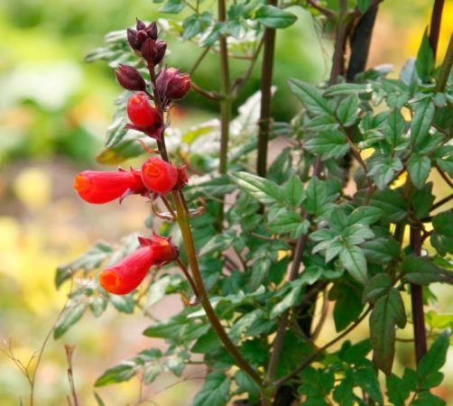 Vislocarpus - foto, cuidados, tipos, descripción, reproducción