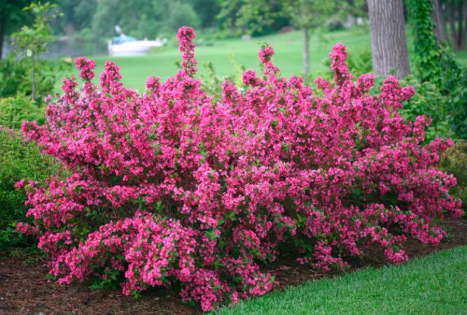 Weigela - foto, cuidados, especie, descripción, reproducción