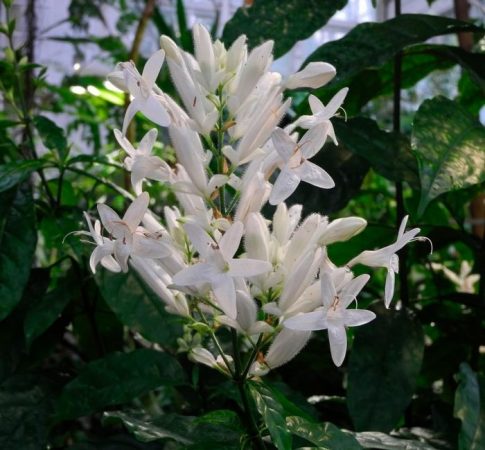 Whitefeldia - foto, cuidados, especie, descripción, propagación, planta de interior
