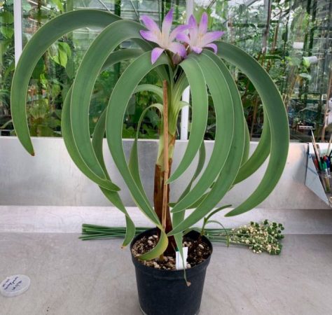 Worsleya - foto, cuidados, especie, descripción, propagación, planta de interior