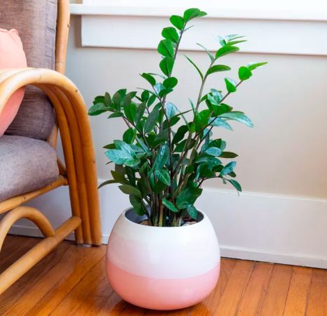 Zamia - foto, cuidados, especie, descripción, propagación, planta de interior