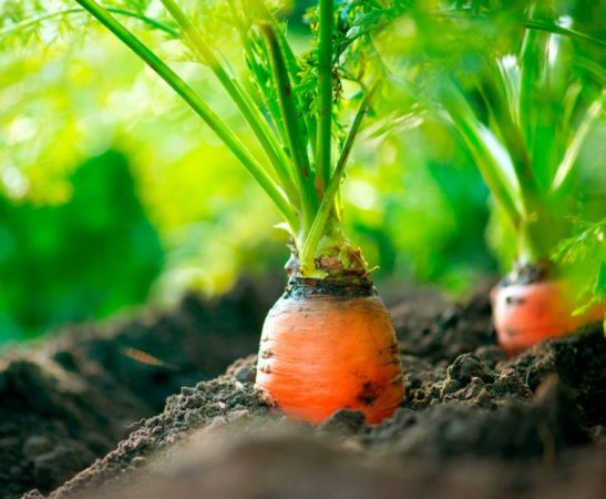 Zanahorias: foto, cuidados, plantación, descripción, cultivo.