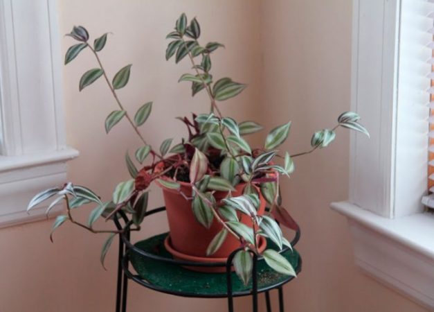 Zebrina – foto, cuidados, especie, descripción, propagación, planta de interior