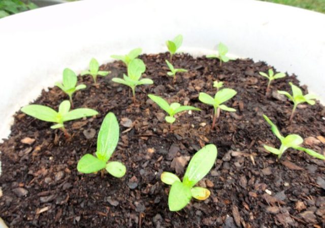 Zinnia - foto, cuidados, especies, descripción, propagación