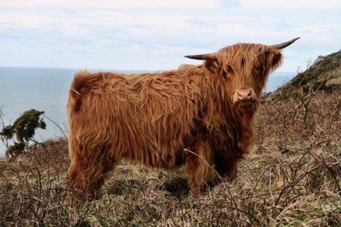 raza de vaca escocesa