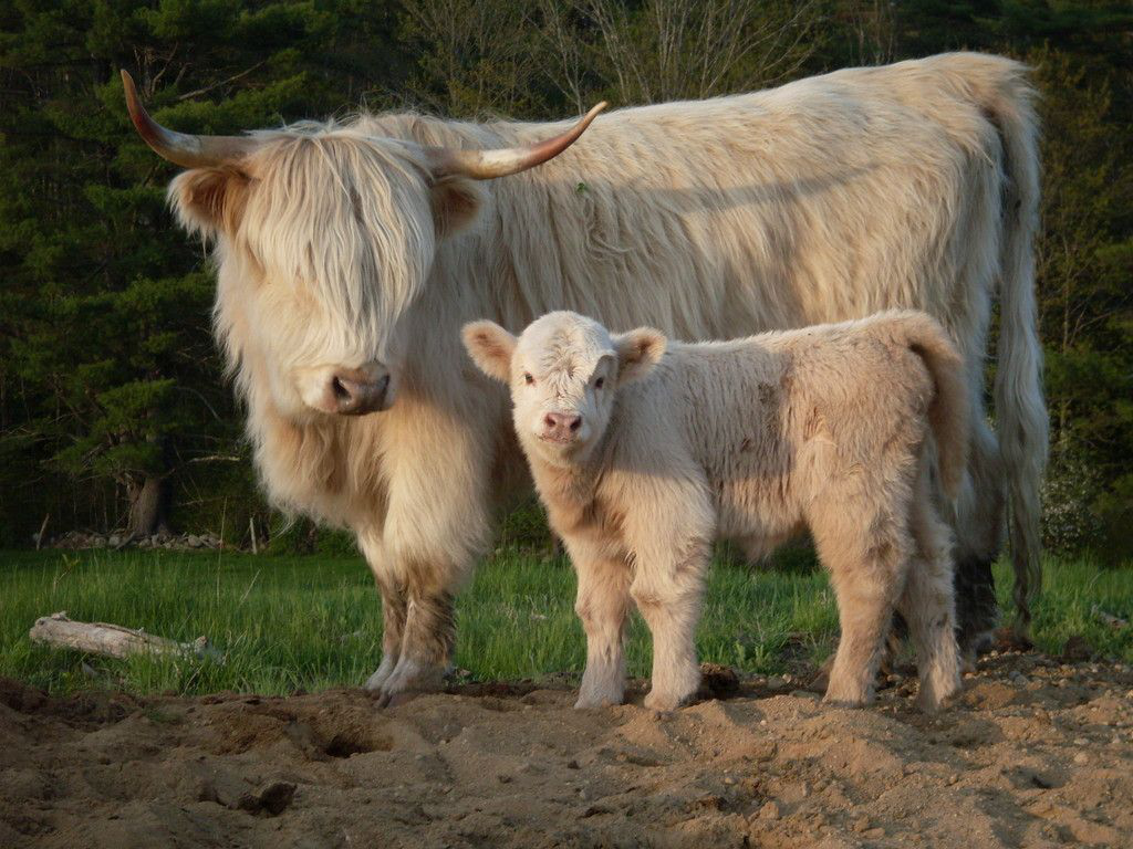 Vaca y ternero de las Highlands