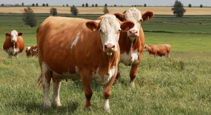 raza de vacas Simmental