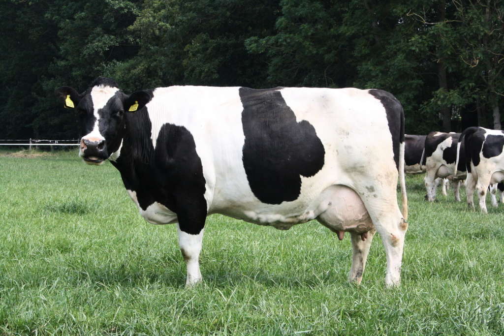 raza de vaca holandesa