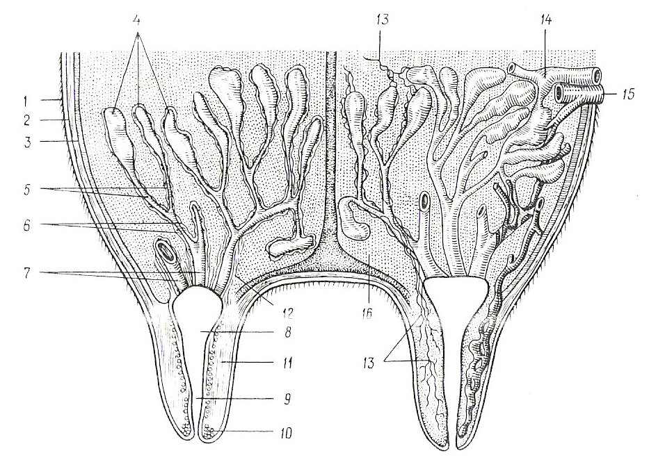 Diagrama de la estructura de la ubre de la vaca.