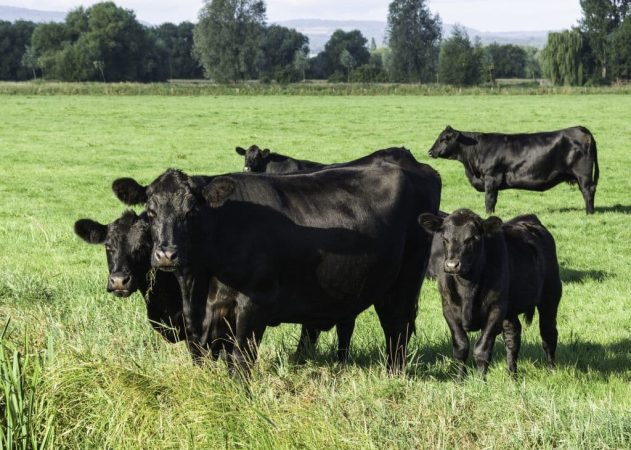 vaca Aberdeen Angus