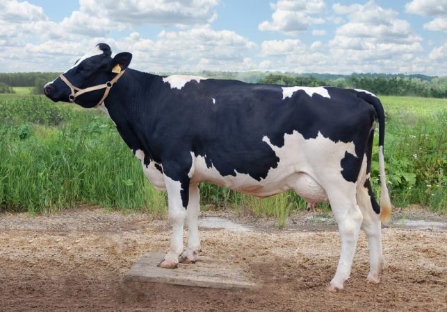 vacas de Kholmogory