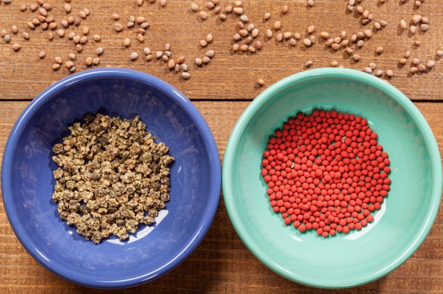 ¡Todo subirá! Cómo lograr una germinación de semillas del 100%: revelamos los secretos de los jardineros experimentados