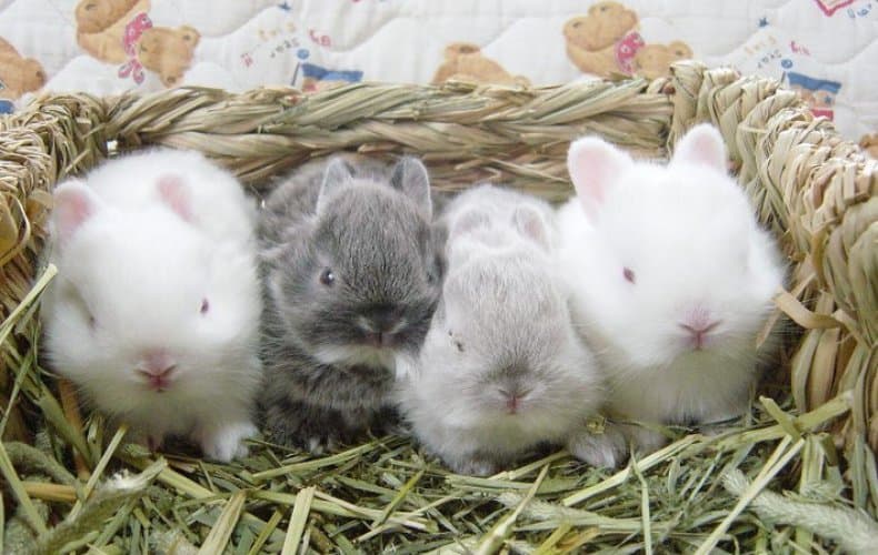 ¿Cómo alimentar a los conejos bebés sin una coneja madre?