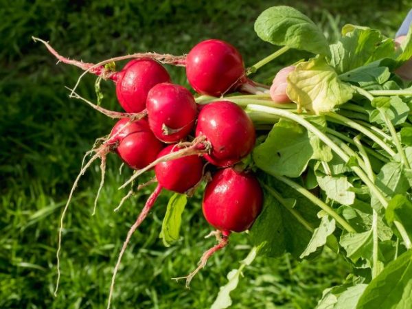 ¿Cómo cosechar 5 kg de rábanos de 1 mXNUMX? – siembra, cultivo y variedades adecuadas