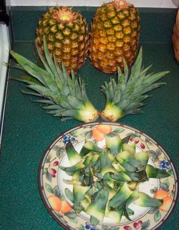 ¿Cómo cultivar piña en casa? — foto, cuidados, tipos, descripción, propagación, planta de interior
