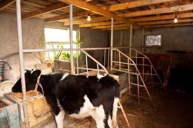 ¿Cómo hacer un establo para una vaca? Instrucciones y disposición paso a paso