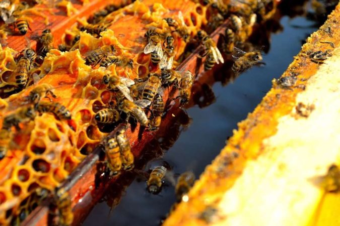 ¿Cómo preparar adecuadamente a las abejas para el invierno?