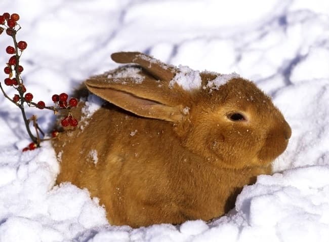 ¿Cómo regar a los conejos en invierno?