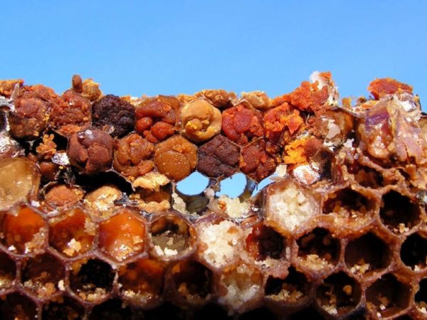 ¿Cómo y por qué las abejas producen miel?