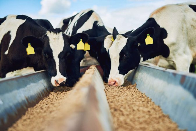 ¿Cómo y qué alimentar a una vaca?