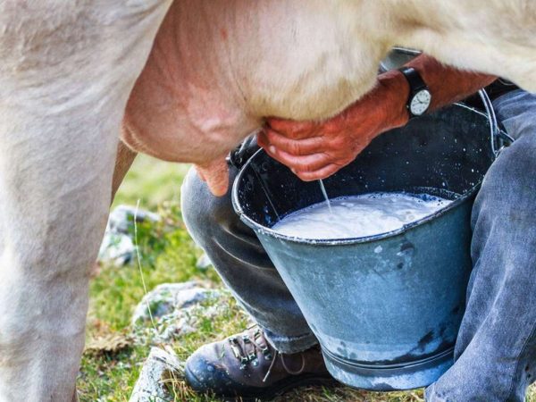 ¿Con qué frecuencia se debe ordeñar una vaca al día?