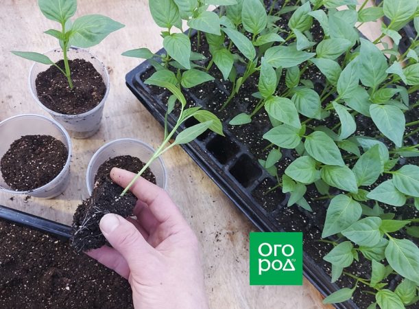 ¿Cuándo se pueden trasladar las plántulas a un invernadero y qué beneficios aporta?