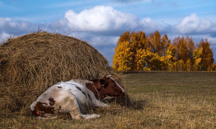 ¿Cuánto heno necesita una vaca al día?
