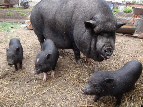 ¿Cuánto pesan los lechones vietnamitas?