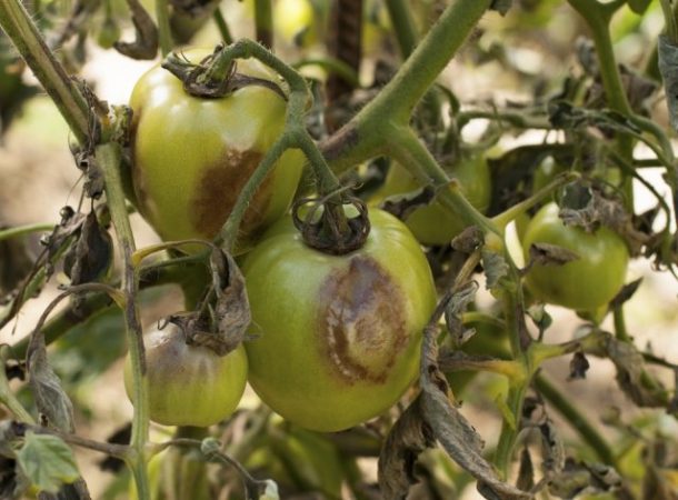 ¿Es posible recolectar semillas de tomates de arbustos que sufrieron tizón tardío?
