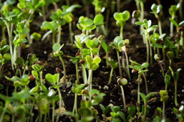 ¿Por qué el brócoli y la coliflor no dan fruto?