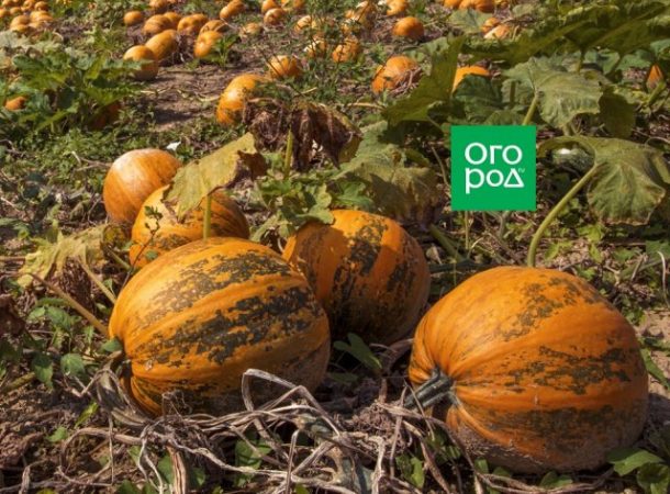 ¿Por qué la calabaza se pudre durante el almacenamiento?