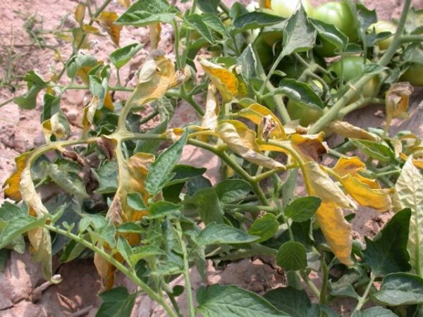 ¿Por qué las hojas inferiores de los tomates se vuelven amarillas?
