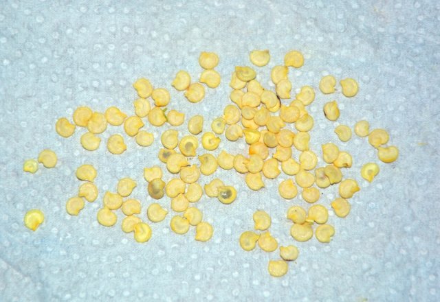 ¿Por qué no brotaron los pimientos?