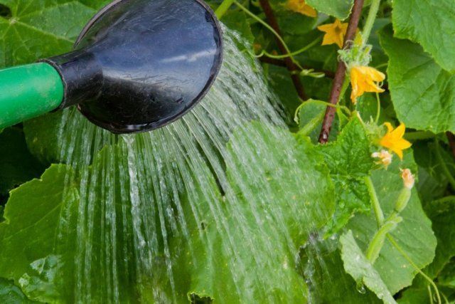 ¿Por qué se enroscan las hojas del pepino? 8 posibles razones