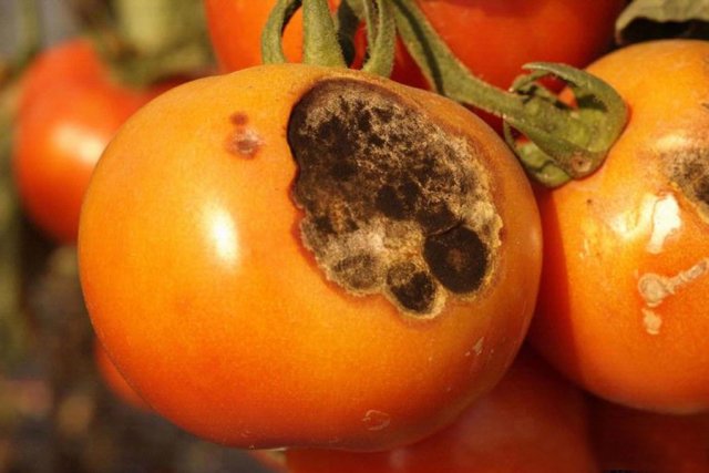¿Por qué se pudren los tomates en los arbustos?: todas las posibles causas y consejos sobre qué hacer
