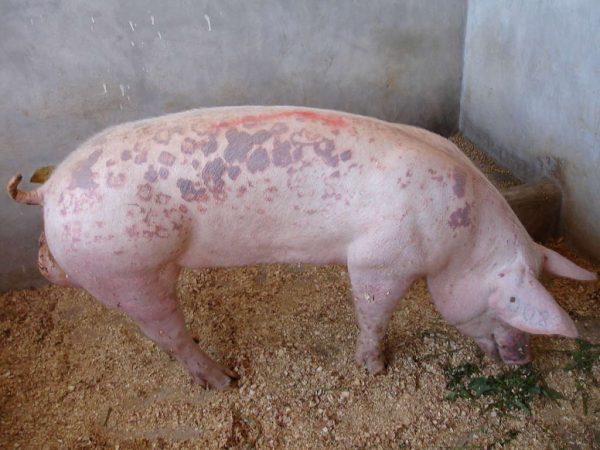 ¿Qué es la erisipela en los lechones? Cómo identificarla y tratarla