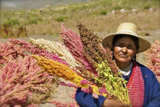 ¿Qué es la quinoa y con qué se come?