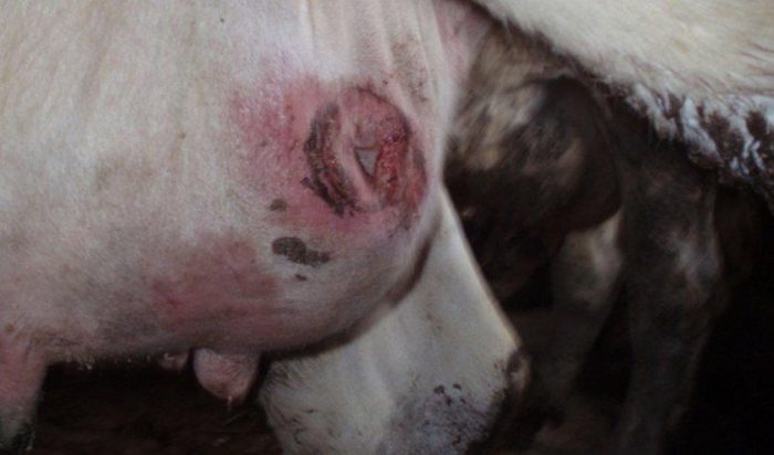 ¿Qué es un absceso en una vaca y cómo tratarlo?