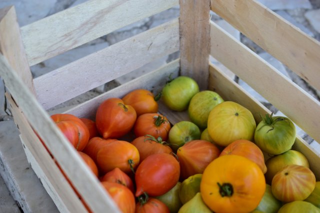 ¿Qué hacer con los tomates verdes?
