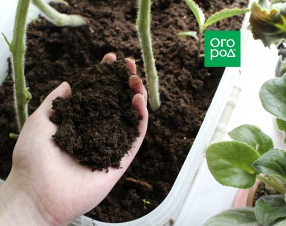 ¿Qué hacer si los tomates del balcón han bloqueado la luz de la ventana?