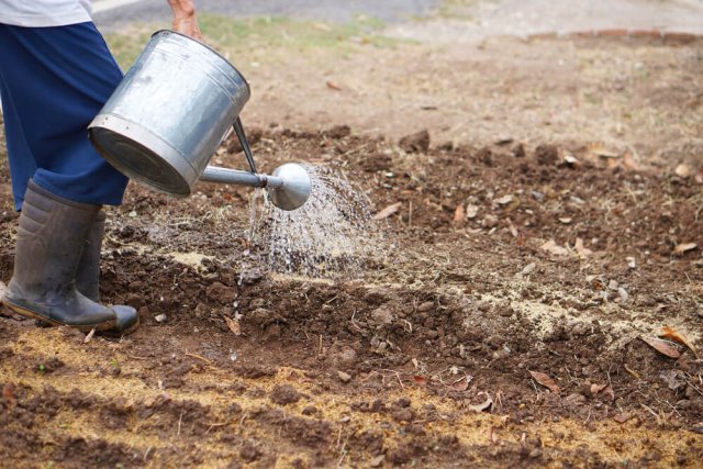 ¿Qué plantar después de los tomates si las plantas están enfermas?
