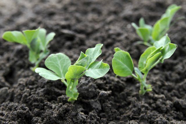 ¿Qué plantar en el jardín en septiembre?
