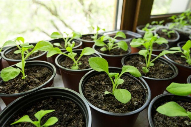 ¿Qué plántulas son más fáciles de comprar que cultivar a partir de semillas?