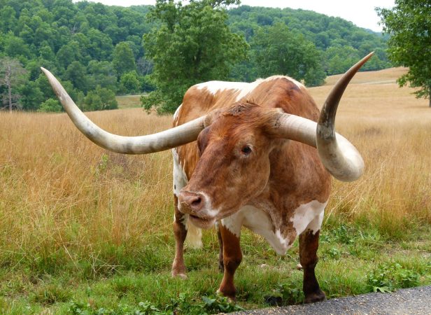 ¿Qué tipo de cráneo tiene una vaca? Estructura y anatomía