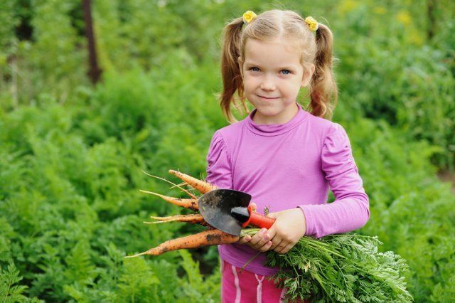 ¿Qué tipos de zanahorias existen? Todo sobre las variedades y su uso en la cocina.