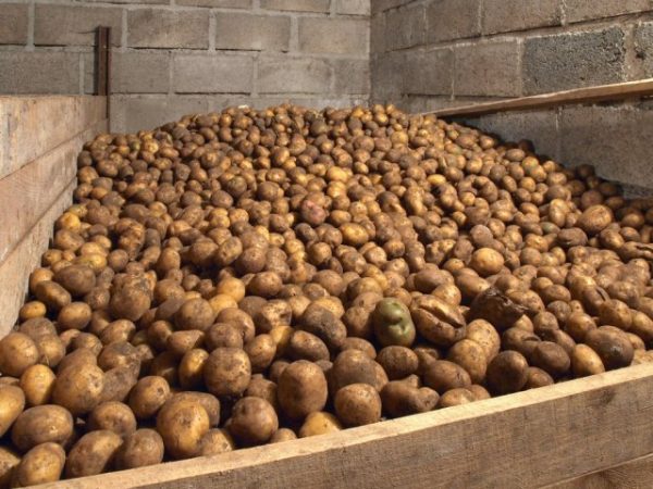 ¿Qué verduras se pueden conservar durante más tiempo y durante cuánto tiempo?