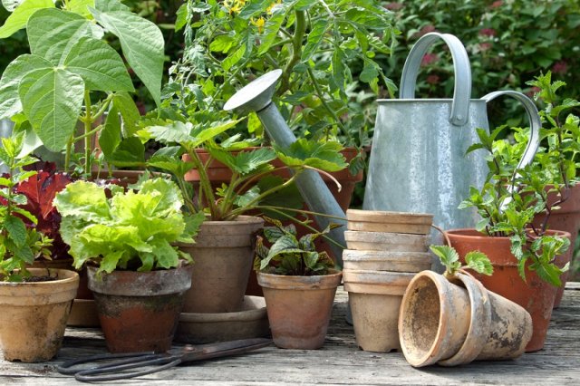 ¿Qué verduras se pueden trasplantar a una maceta durante el invierno para seguir cosechando?