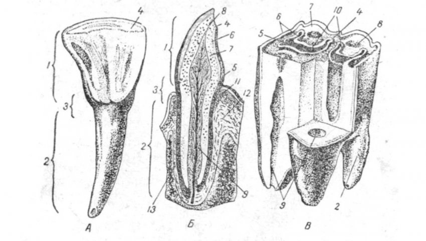 Cow teeth: their number, structure and purpose