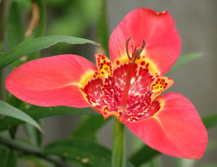 Tigridia - photo, care, species, description, reproduction