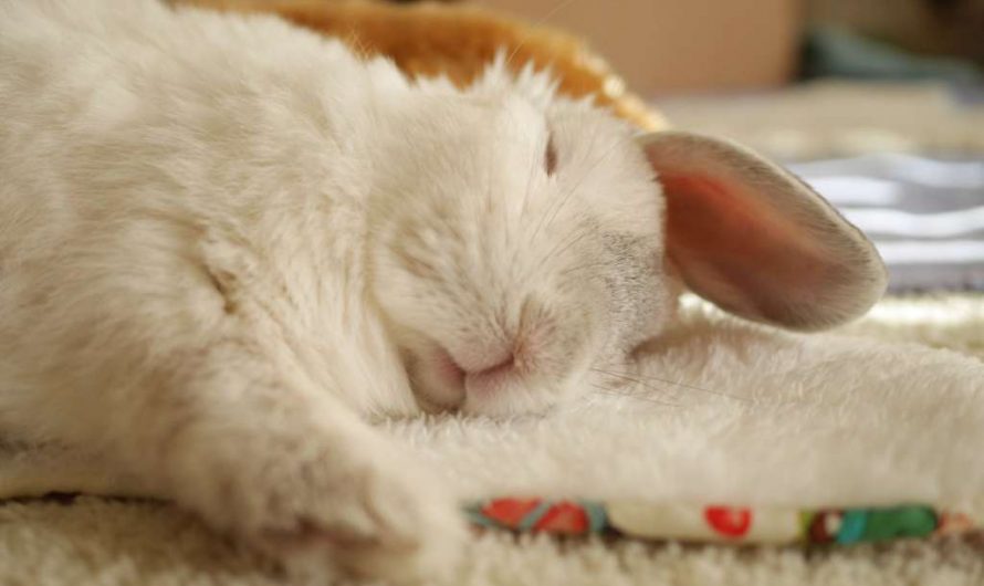 20 Reasons Why Rabbits Can Die